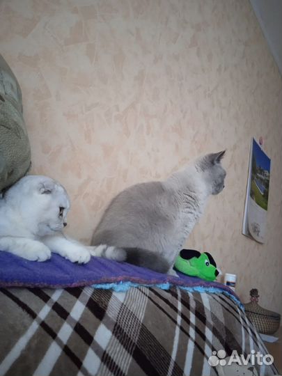 Шотландские котята