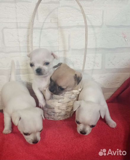 Щенки чихуахуа