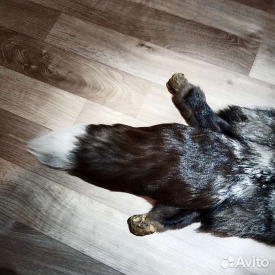 Шкура чернобурой лисы
