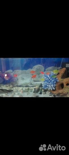 Аквариум с рыбками