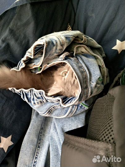 Отдам котенка балованного:)