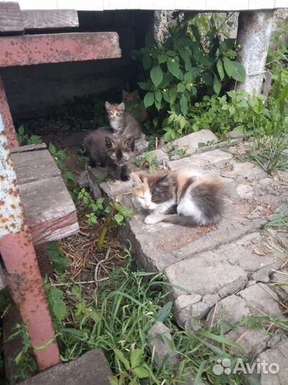 Котята в добрые руки
