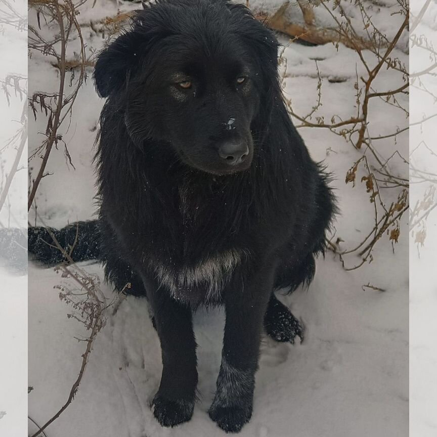 Собака в добрые руки отдам бесплатно