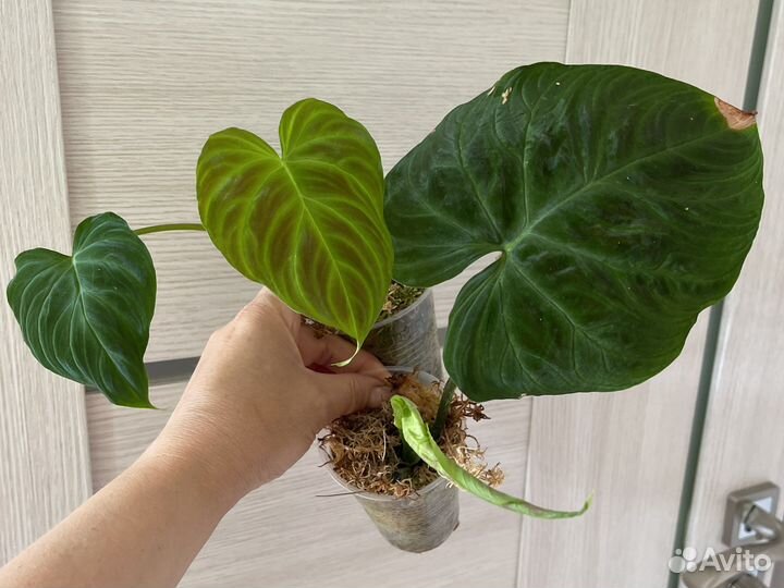 Форма 2 Веррукозум