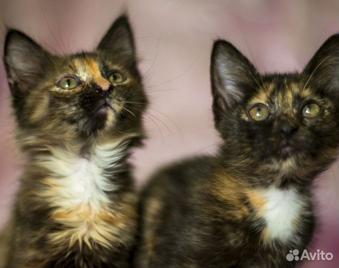 Котята-девочки черепахового окраса в дар