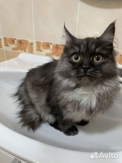 Кошечка красавица