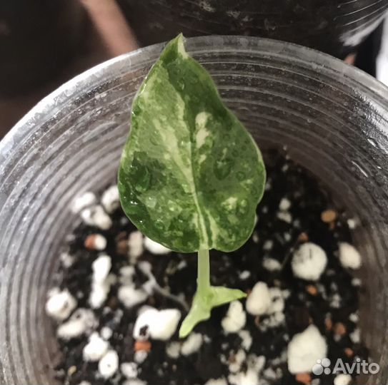 Алоказии детки обмен