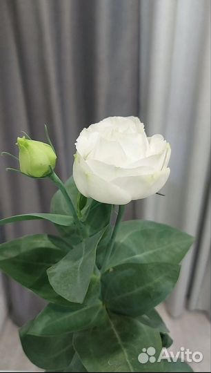 Эустома(Лизиантус) рассада