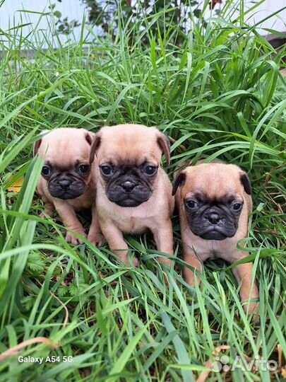 Щенки мопса