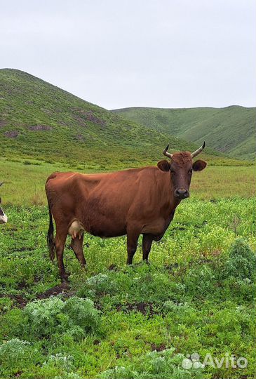 Коровы и бык