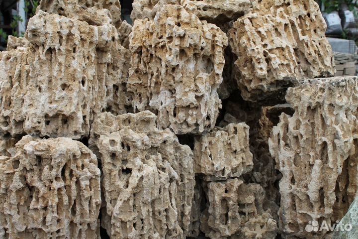 Меотис крымский ракушечник