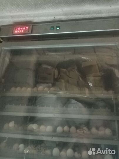 Инкубатор для яиц