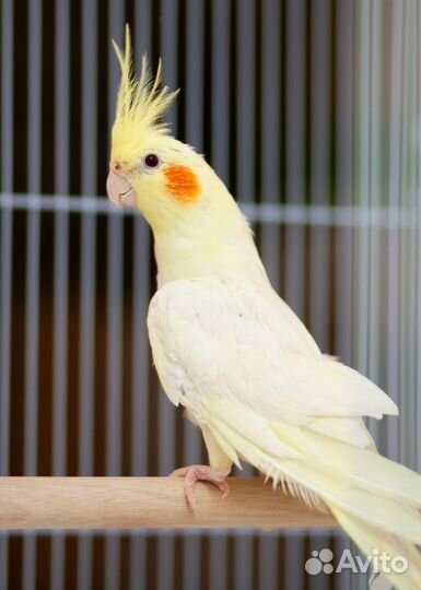 Корелла Лютино птенцы