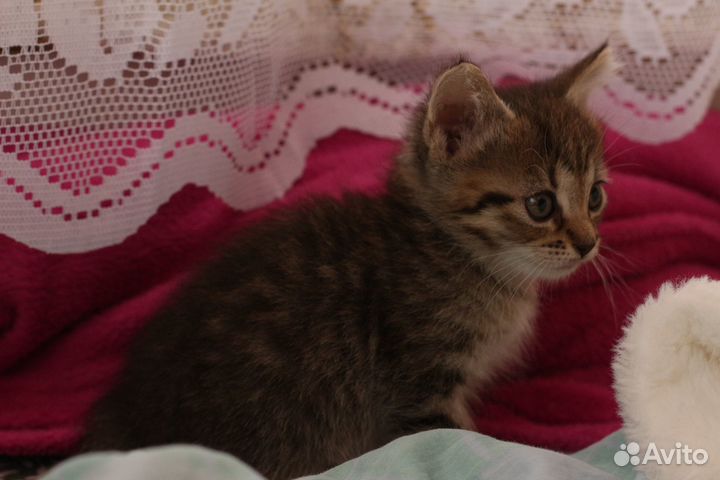 Маленькая кошечка
