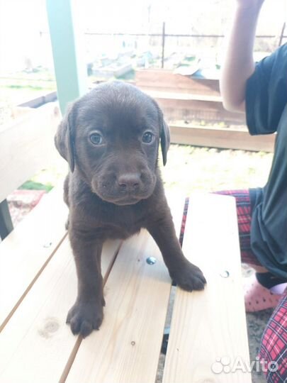 Лабрадор мальчик