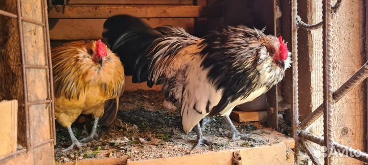 Продам петушков антверпенской бентамки