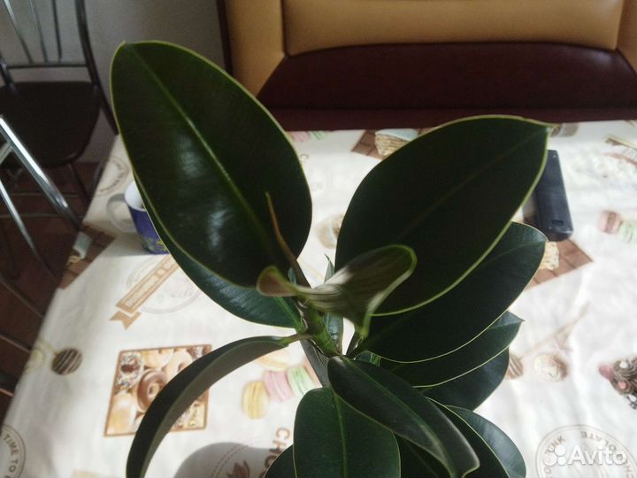 Шефлера, фикус