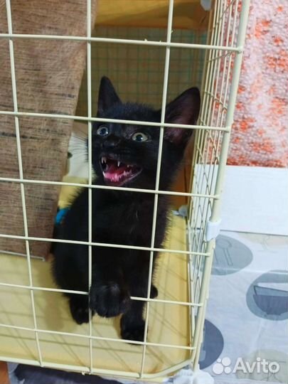 Необыкновенный котенок с бровями ищет дом