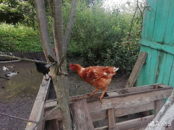 Куры петухи