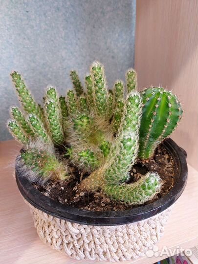 Кактусы