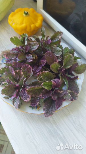 Живучка ползучая