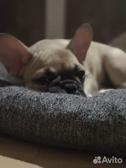 Французский бульдог