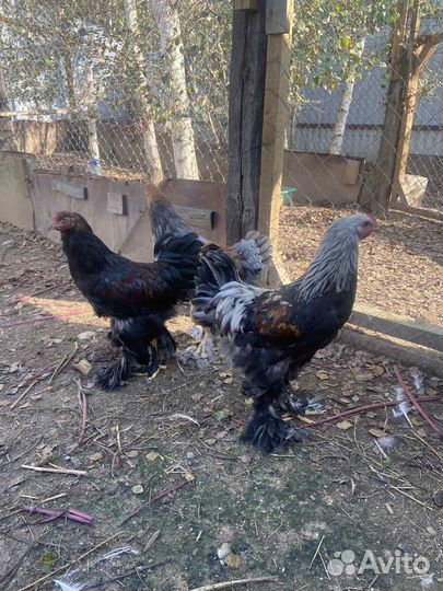 Курочка петушки Брама