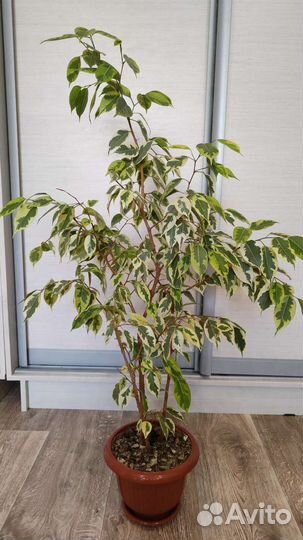 Фикус бенджамина