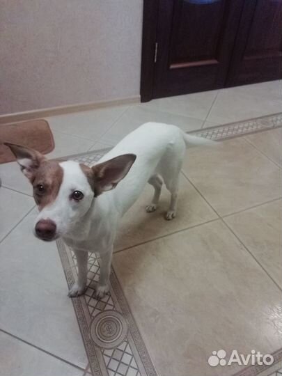 Верный друг в добрые руки