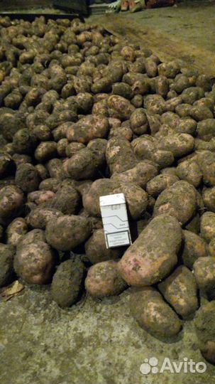 Продам картофель