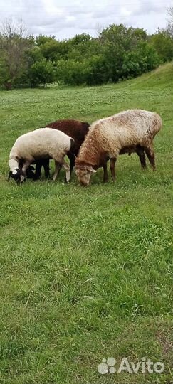 Овцы бараны