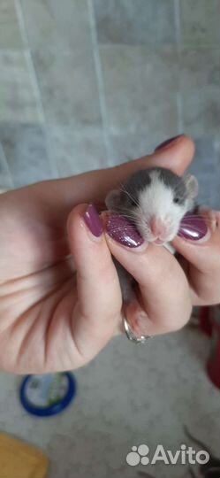 Крысята дамбо