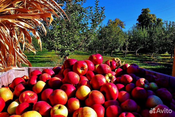 Сборка яблок. Вахта