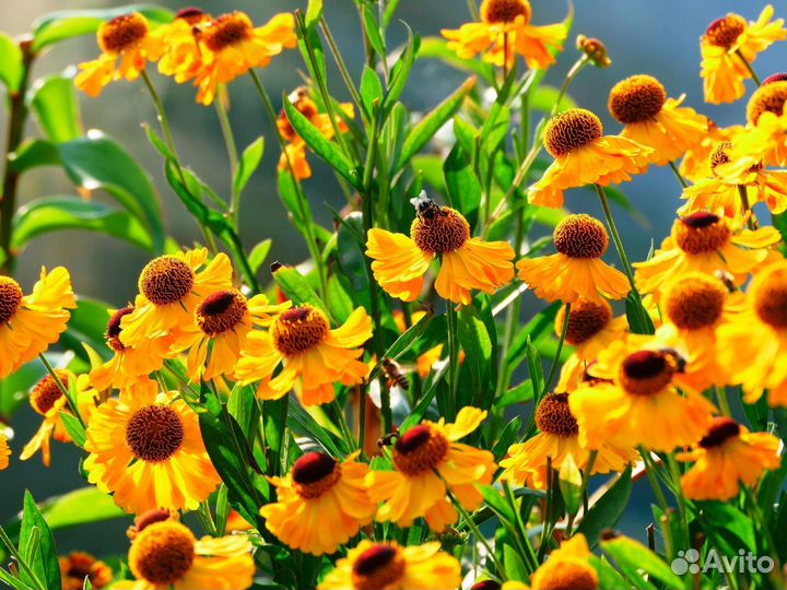 Многолетние цветы