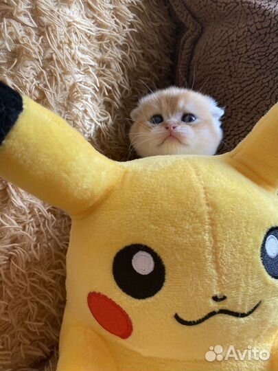 Кошка золотая шиншилла