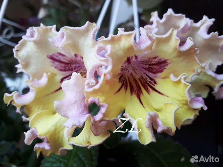 Стрептокарпусы желтоцветковые и не только