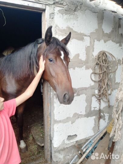 Кобылы, бараны