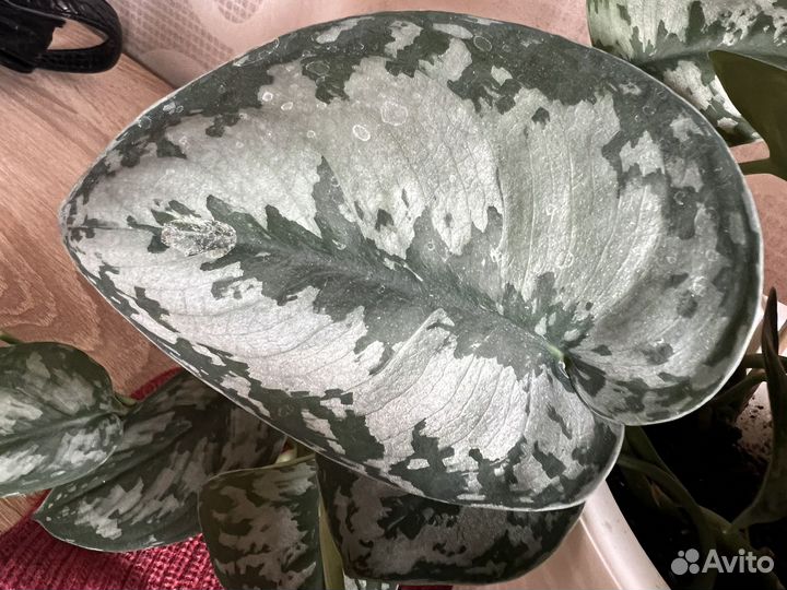 Сциндапсусы разные