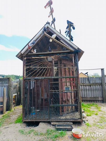 Продам голубятню