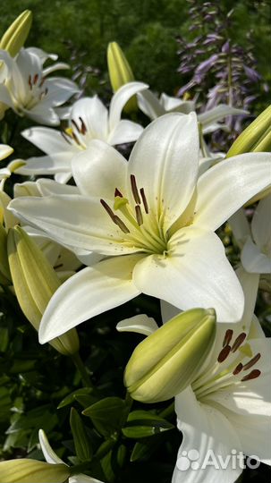 Белая лилия. Луковицы (азиатская «Йети)