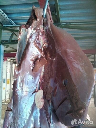 Мясо говядина для животных