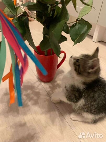 Котята в добрые руки бесплатно