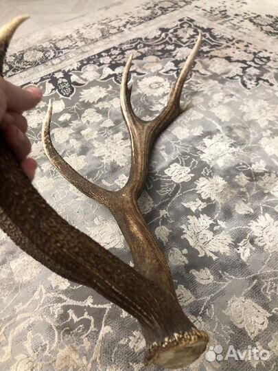 Рога оленя