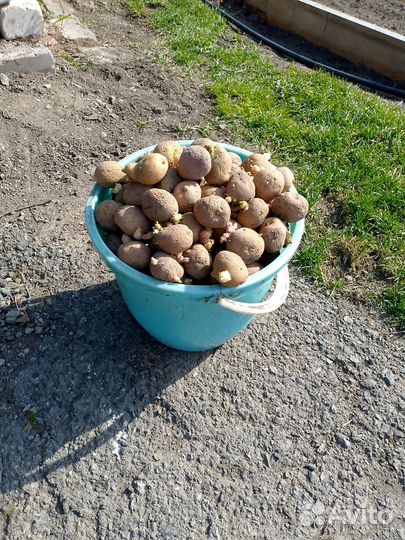 Ведро картошки на посадку