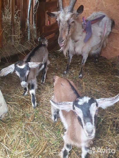 Две козочки