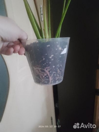 Антуриум,сорт,Деко Ред