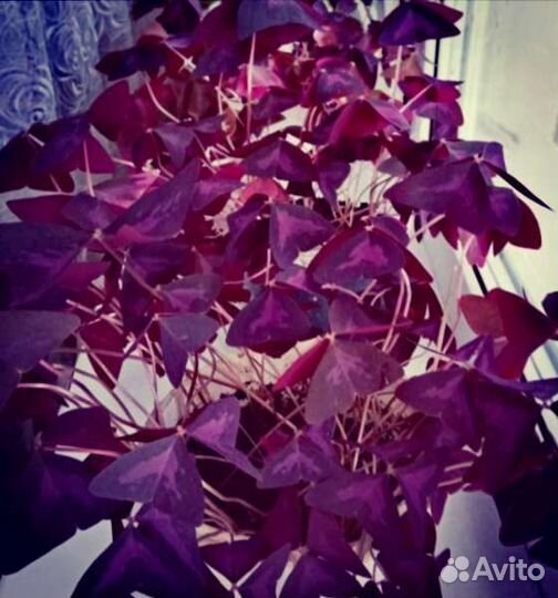 Бабочки цветы