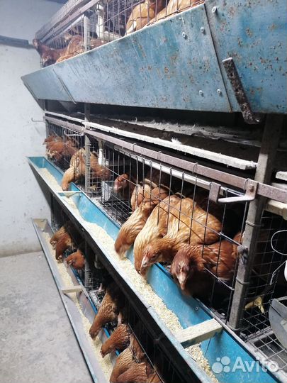 Молодые куры