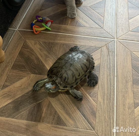 Красноухая черепаха