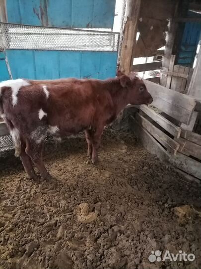 Бычки на откорм